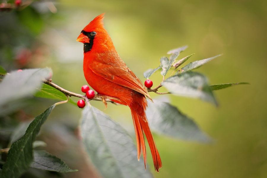 Red Cardinal